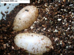 孵化专用蛭石、孵龟蛋专用蛭石